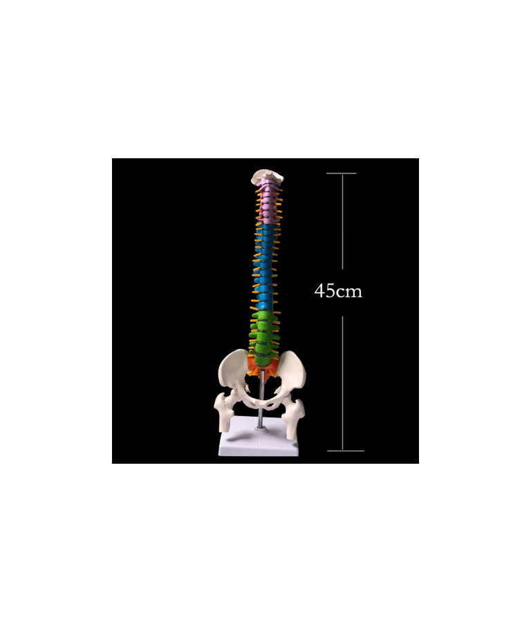 Colonne vertébrale didactique articulée ergonomie formation PRAP