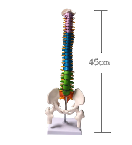 Colonne vertébrale didactique